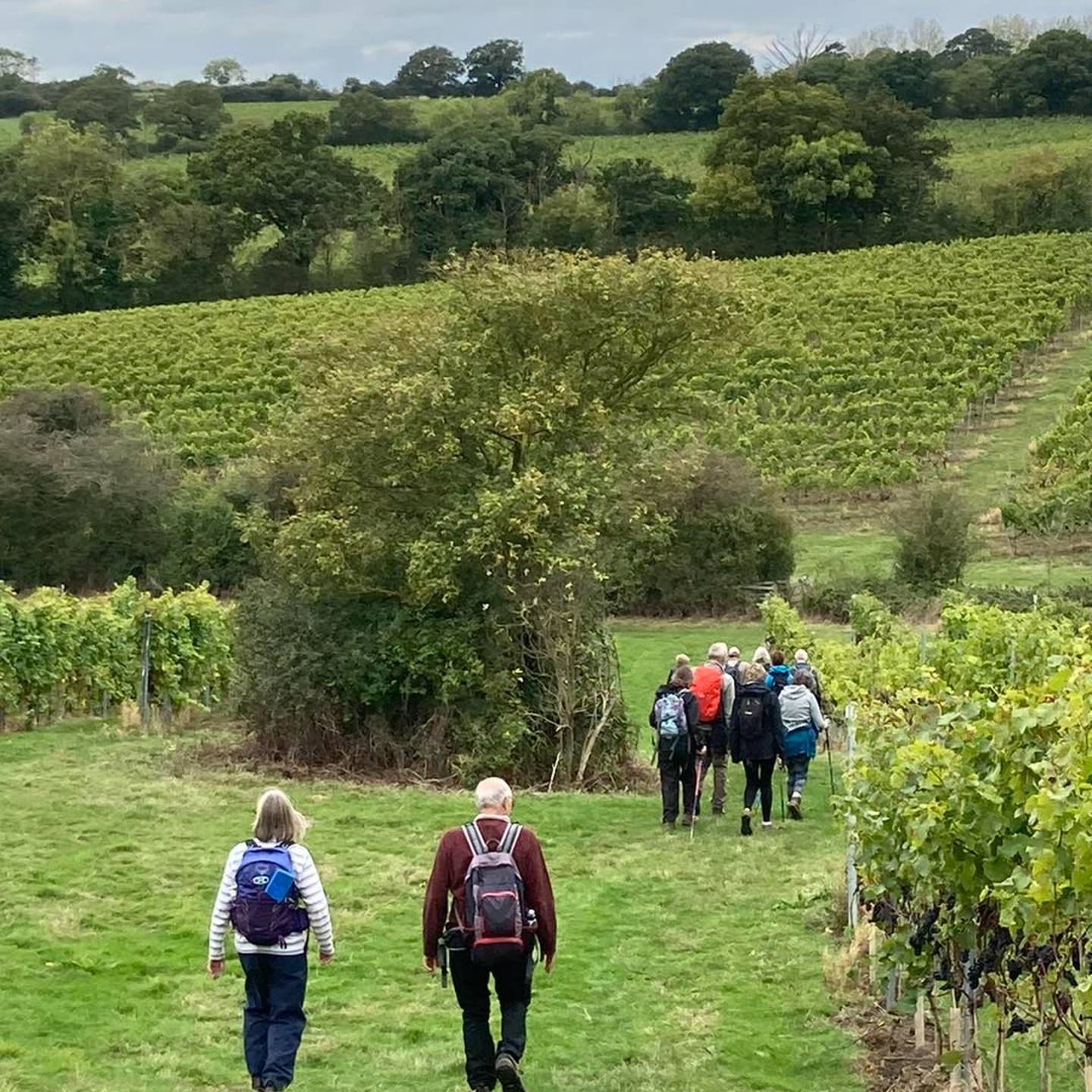 Walkers on footpath walking through tree lined countryside